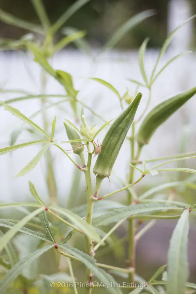 Okra pods in my garden, destined to be refrigerator pickled okra.