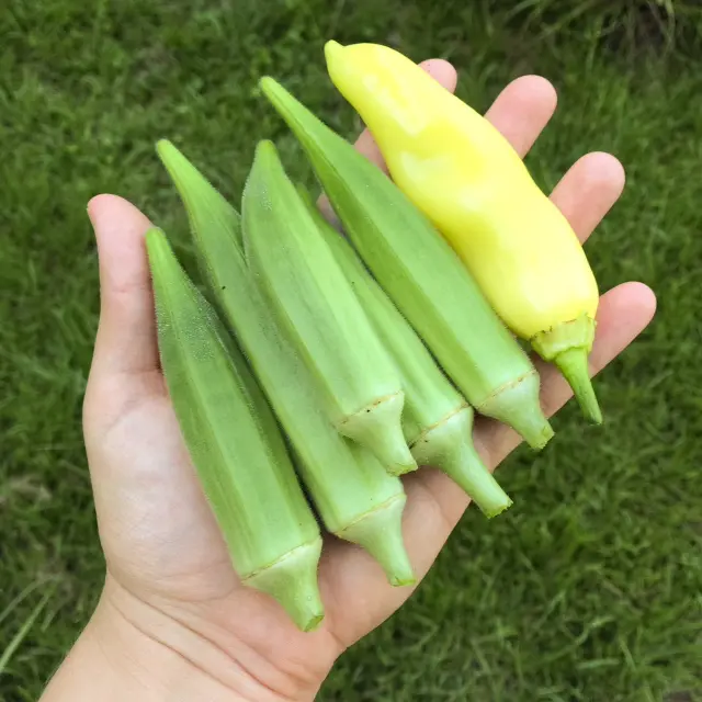 Okra pods in my garden, destined to be refrigerator pickled okra.