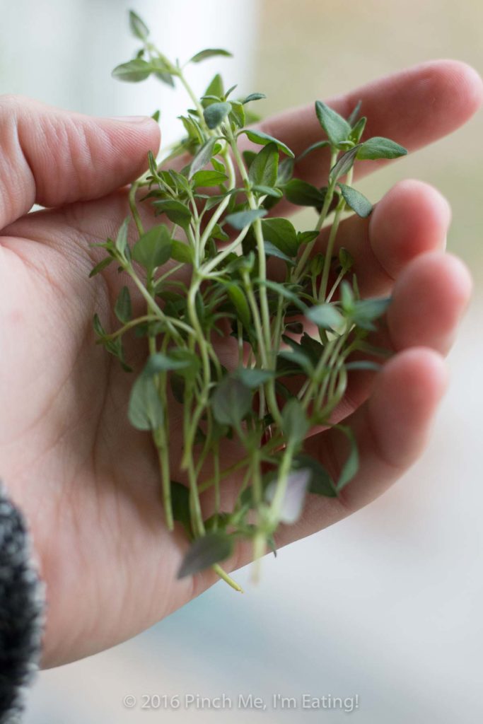 Close up of fresh thyme in open hand