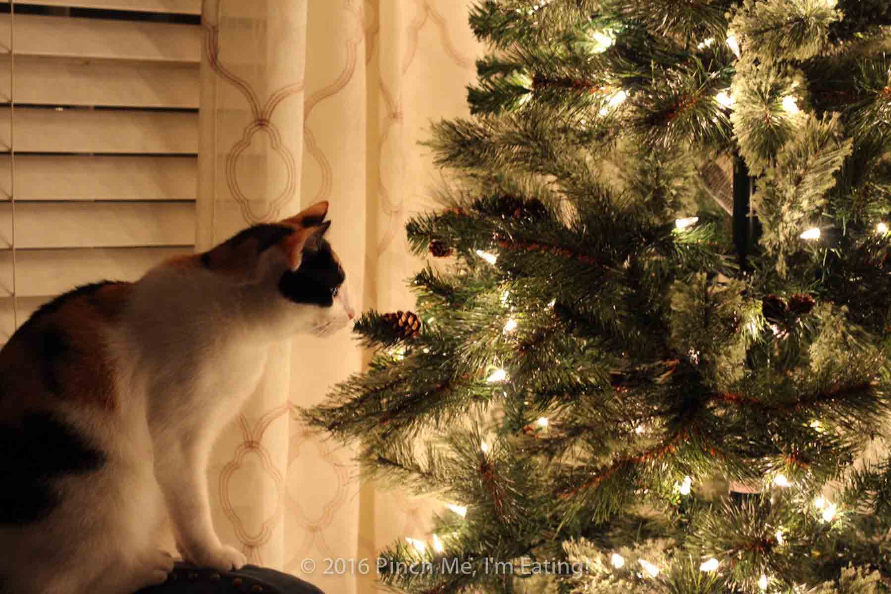 Calico cat looking at Christmas tree with white lights