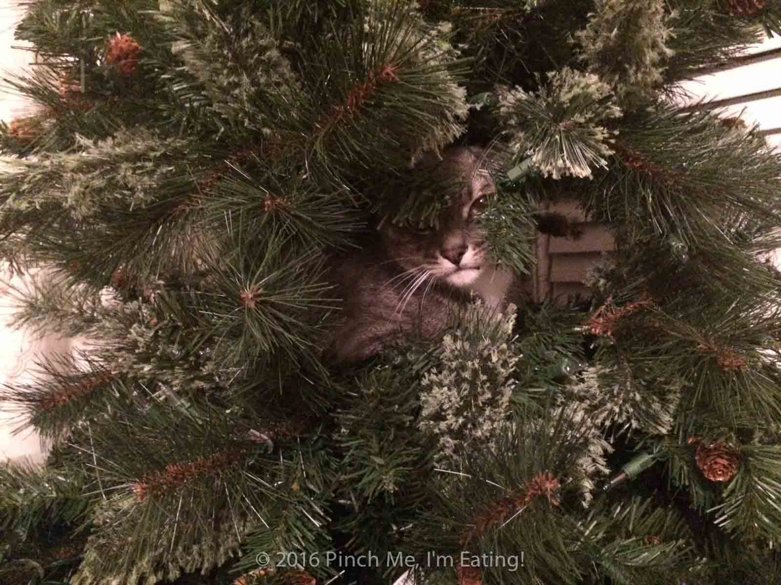 Gray cat hiding in Christmas tree